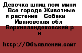 Девочка шпиц пом мини - Все города Животные и растения » Собаки   . Ивановская обл.,Верхнеландеховский р-н